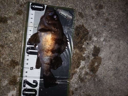 メバルの釣果