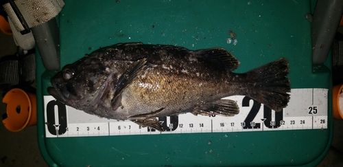 クロソイの釣果