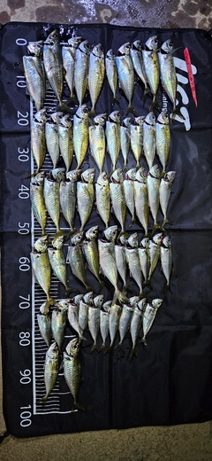 マアジの釣果