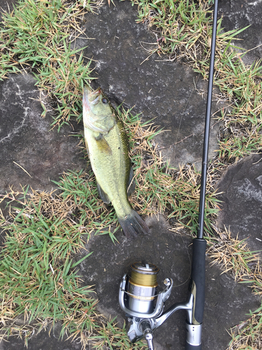 ラージマウスバスの釣果