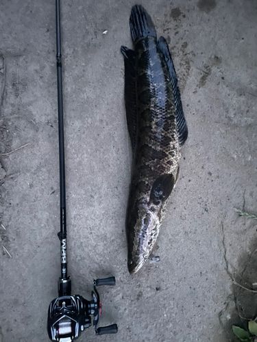 ライギョの釣果