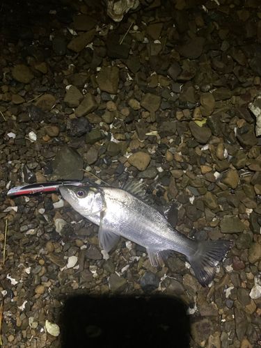 セイゴ（ヒラスズキ）の釣果