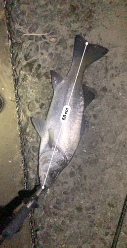 フッコ（ヒラスズキ）の釣果