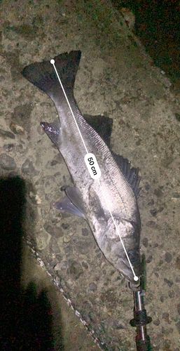 フッコ（ヒラスズキ）の釣果