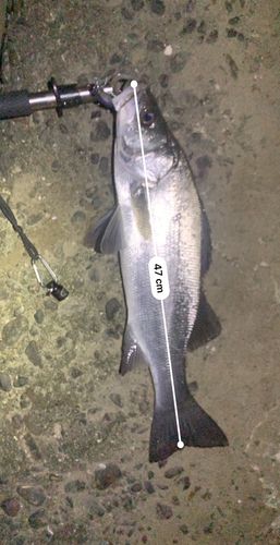 フッコ（ヒラスズキ）の釣果