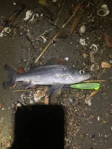 セイゴ（ヒラスズキ）の釣果