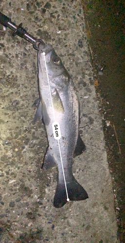 フッコ（ヒラスズキ）の釣果