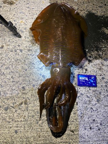 ヤリイカの釣果