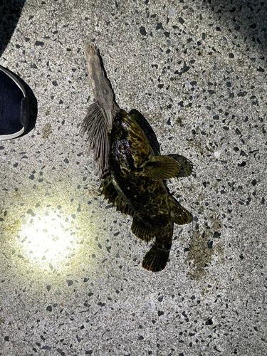 タケノコメバルの釣果