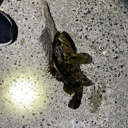 タケノコメバル