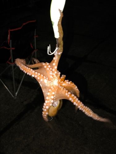 タコの釣果