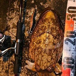 モンゴウイカ