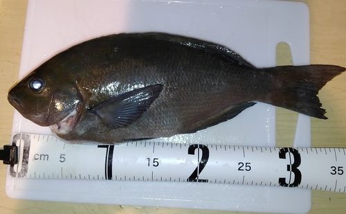 メジナの釣果