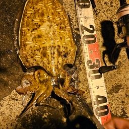 モンゴウイカ