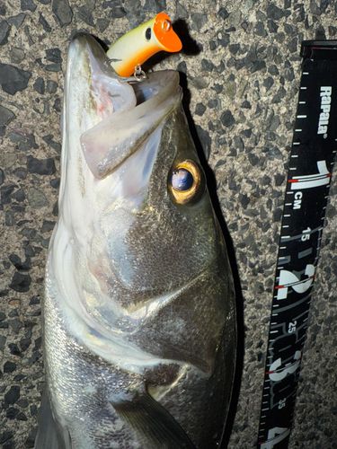 シーバスの釣果