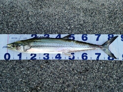 サワラの釣果