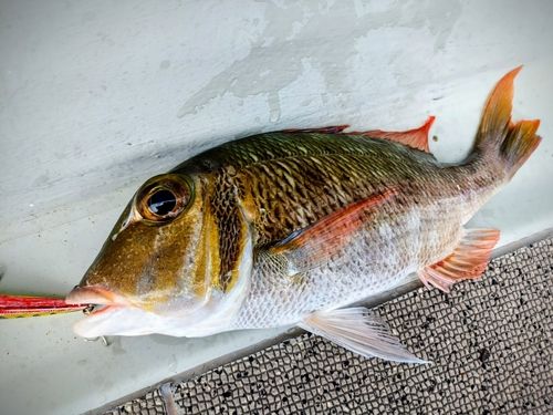 イソフエフキの釣果