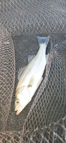 セイゴ（マルスズキ）の釣果