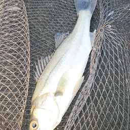 セイゴ（マルスズキ）