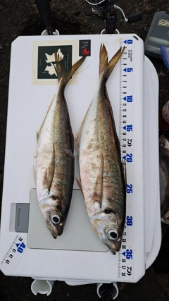 アジの釣果