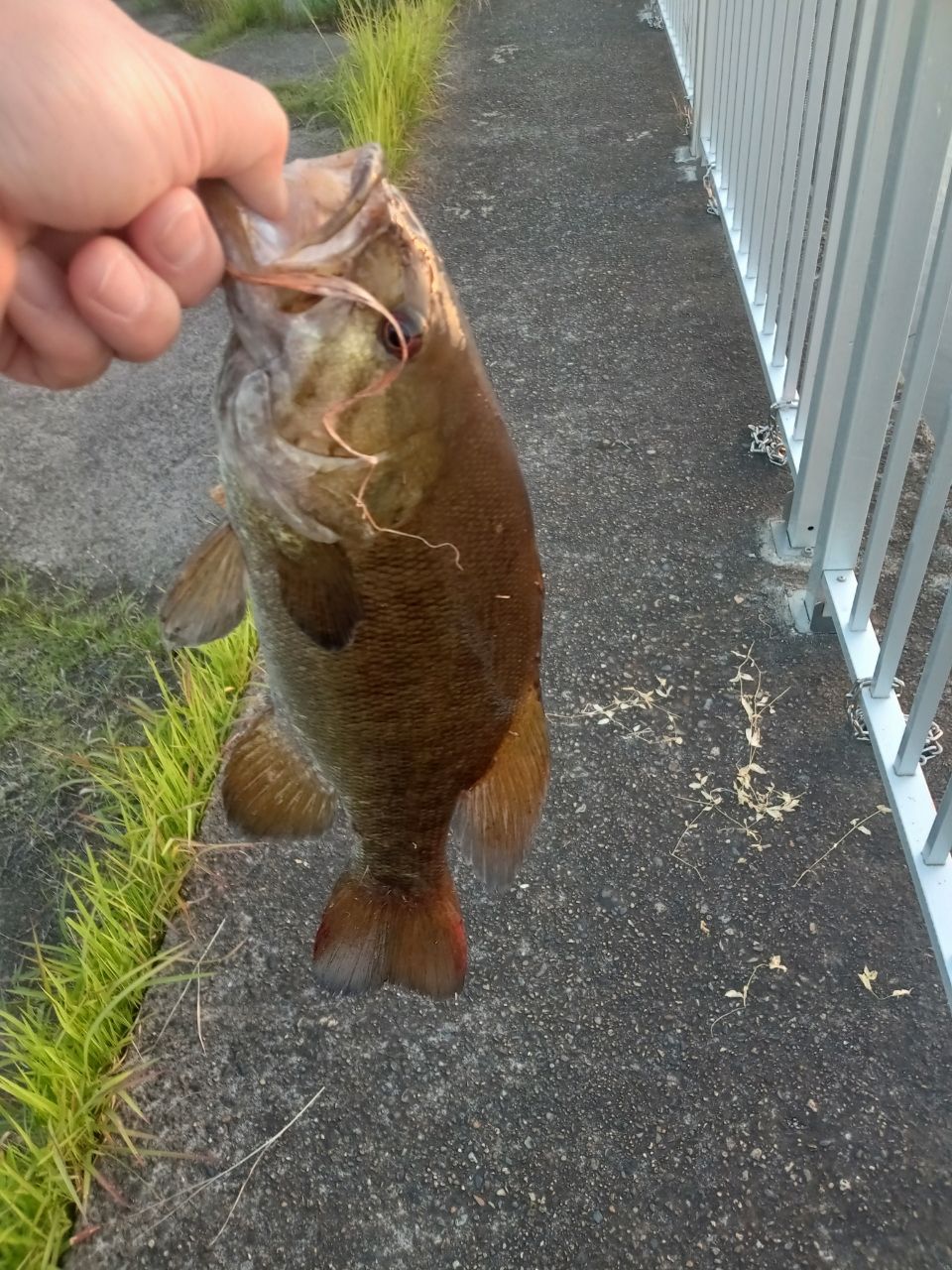 スモールマウスバス