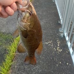 スモールマウスバス