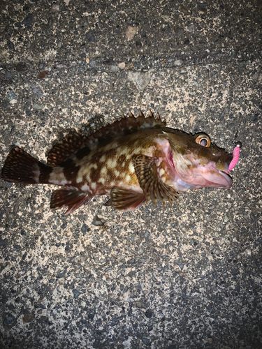 カサゴの釣果