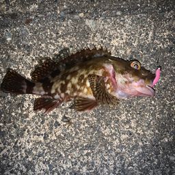 カサゴ