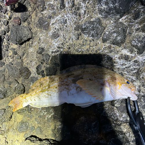 アイナメの釣果