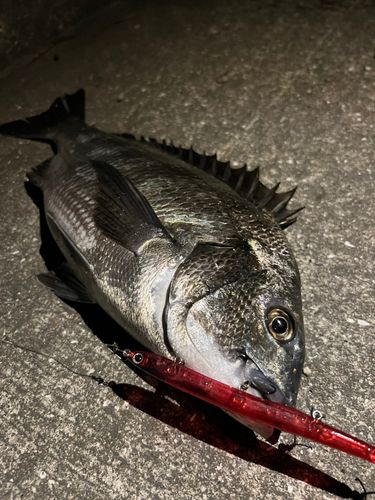 クロダイの釣果