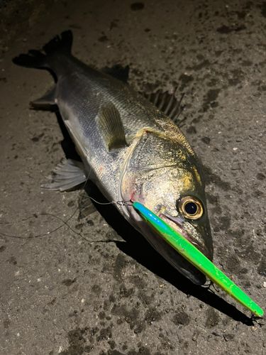スズキの釣果