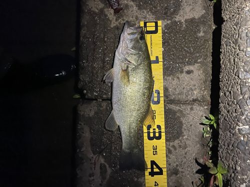 ブラックバスの釣果