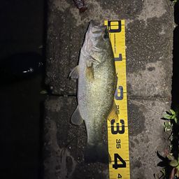 ブラックバス