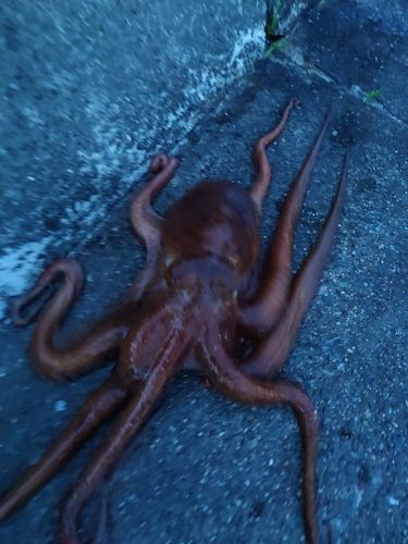 タコの釣果