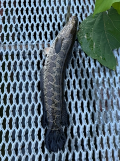 カムルチーの釣果
