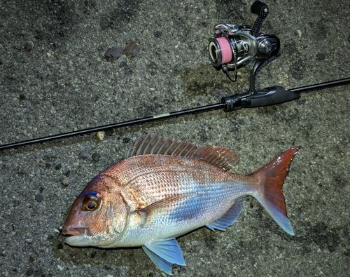 マダイの釣果