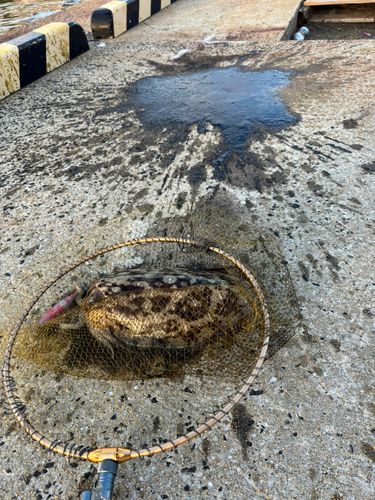 コウイカの釣果