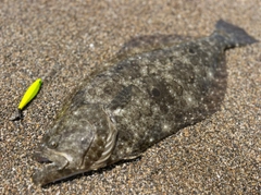 ヒラメの釣果