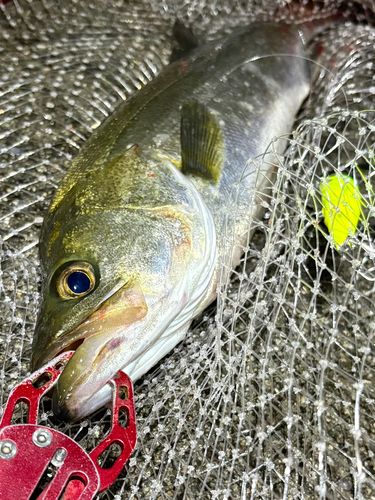 フッコ（マルスズキ）の釣果