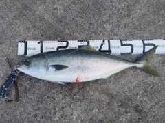 ガンドの釣果
