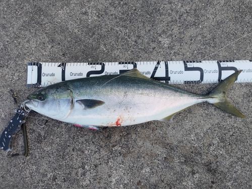 ガンドの釣果