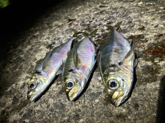 アジの釣果