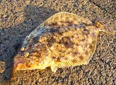 ソゲの釣果