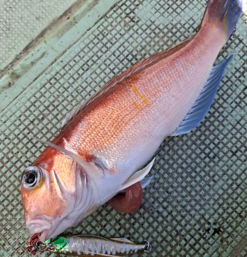アマダイの釣果
