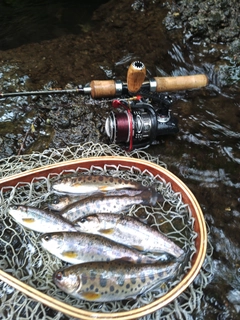 ヤマメの釣果