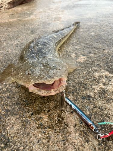マゴチの釣果