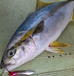 ヒラマサの釣果