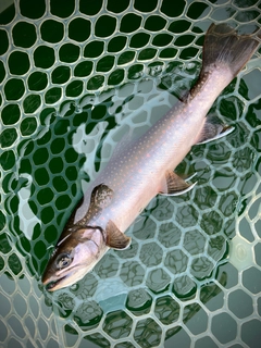 ミヤベイワナの釣果