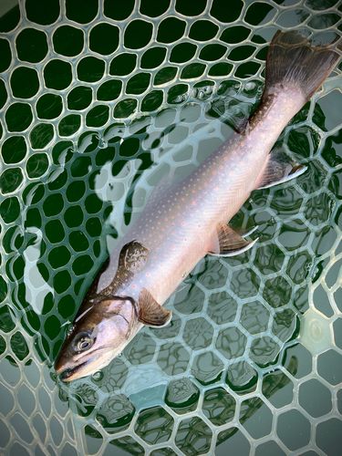 ミヤベイワナの釣果