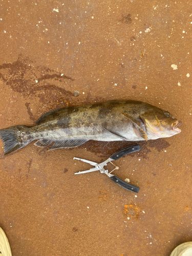アイナメの釣果